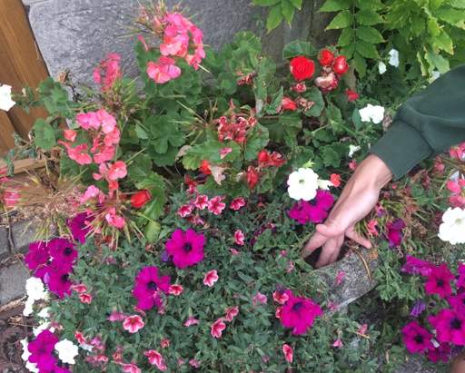 Checking soil moisture level in pot